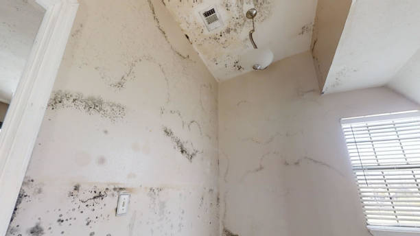 Best Emergency Mold Remediation  in Moriarty, NM
