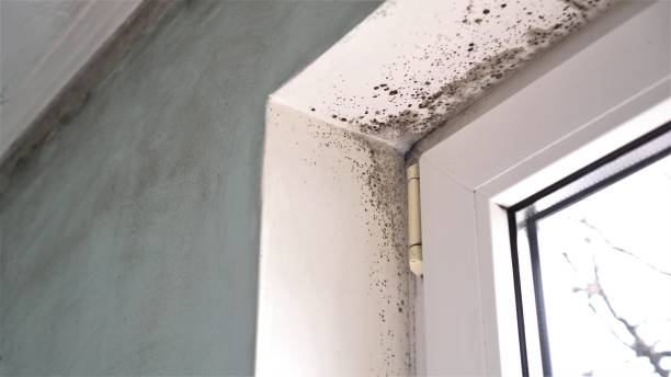 Best Comprehensive Air Testing for Mold Contaminants  in Moriarty, NM
