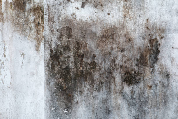 Best Mold Removal for HVAC Installations  in Moriarty, NM