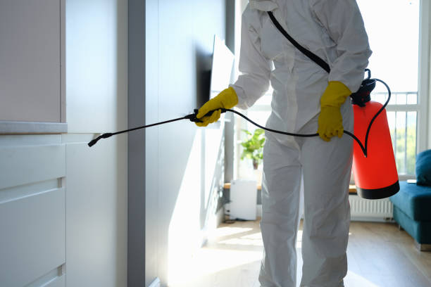 Reliable Moriarty, NM Mold Removal Solutions