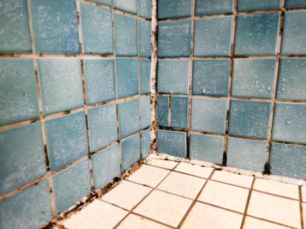 Mold Removal for HVAC Installations in Moriarty, NM