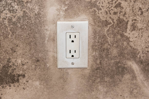 Environmental Consulting for Mold Prevention in Moriarty, NM