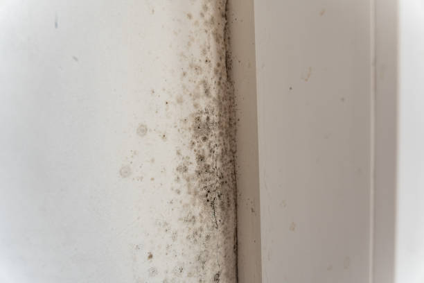 Mold Odor Removal Services in Moriarty, NM