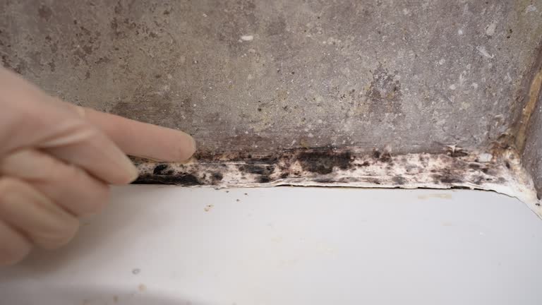 Best Water Damage & Mold Remediation  in Moriarty, NM